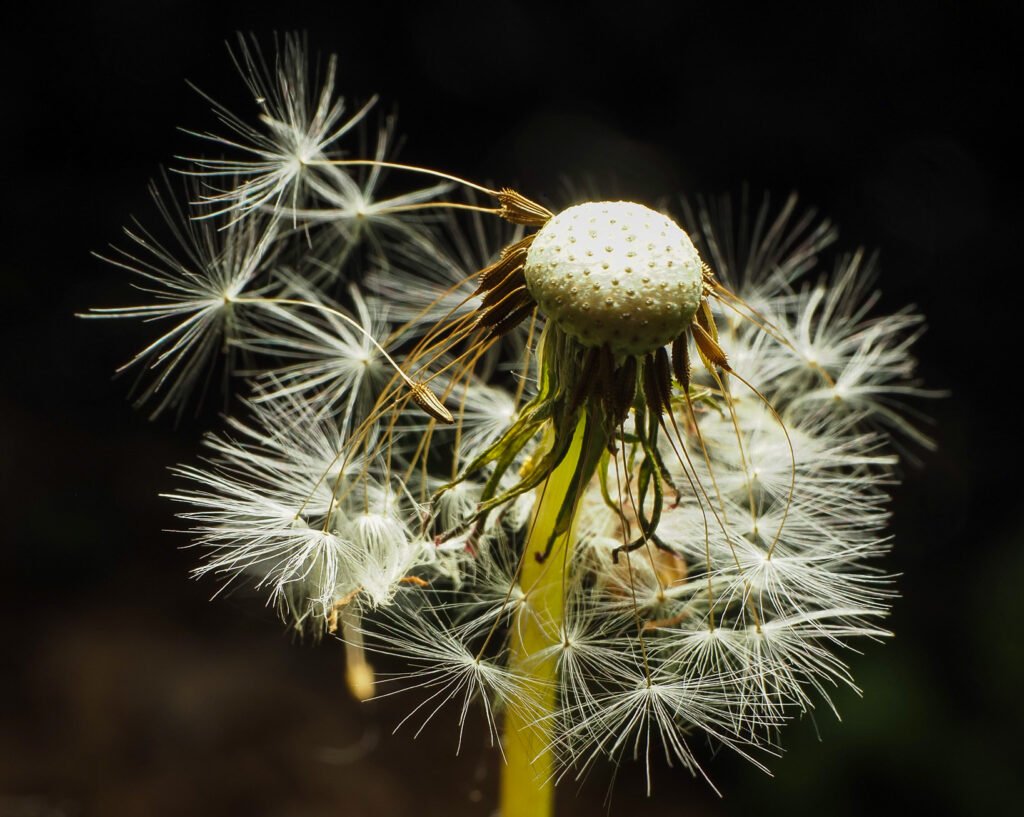 Dandelion with only a few seeds left on it.